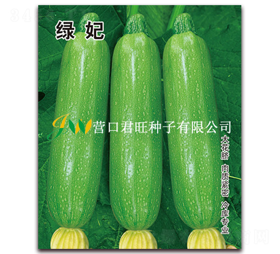 綠妃-西葫蘆種子-營口君旺