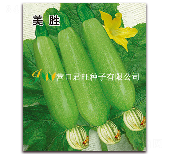 美勝-西葫蘆種子-營(yíng)口君旺