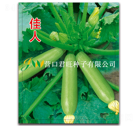 佳人-西葫蘆種子-營口君旺