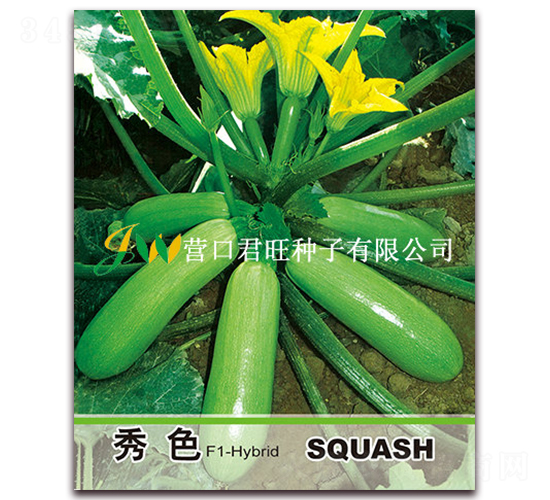 秀色-西葫蘆種子-營口君旺