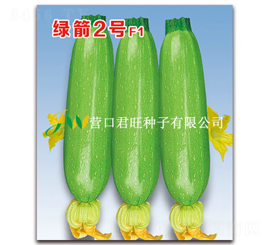 綠箭2號(hào)-西葫蘆種子-營(yíng)口君旺