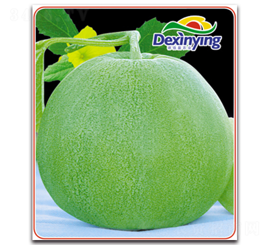 綠寶石-甜瓜種子-德信盈農(nóng)業(yè)
