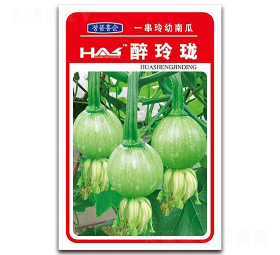 醉玲瓏-南瓜種子-鑫博大