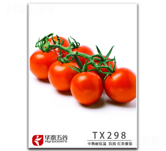 TM298-番茄種子-華泰五谷