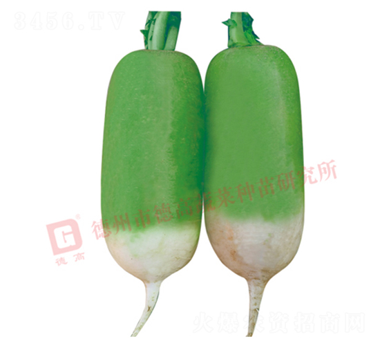 R117-黃綠皮蘿卜種子-德高