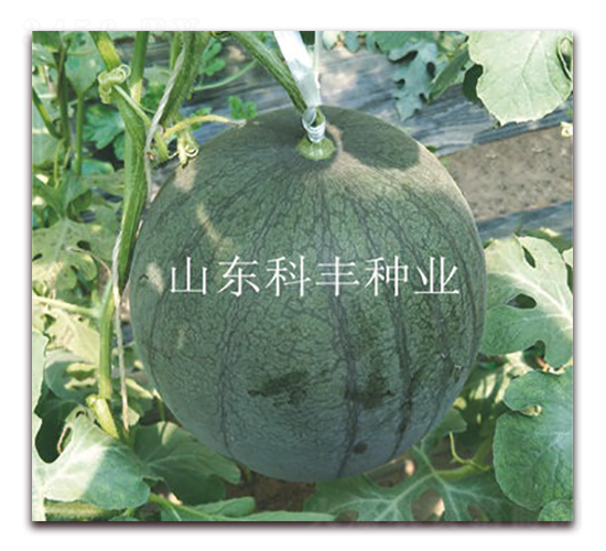 蜜寶160-西瓜種子-科豐種業(yè)