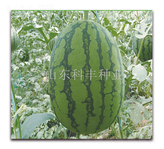 紅花蜜200-西瓜種子-科豐種業(yè)