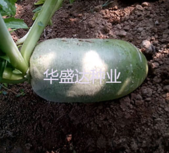 綠特1號水果蘿卜-蘿卜種子-華盛達(dá)