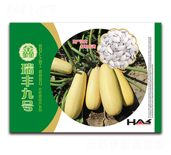鑫瑞豐九號-打籽西葫蘆種子-鑫博大