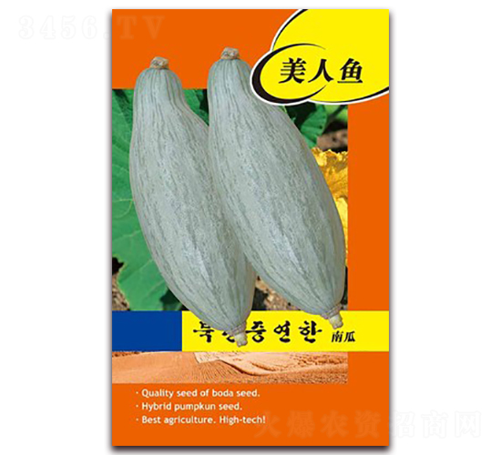 美人魚-南瓜種子-鑫博大
