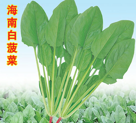 海南白菠菜-菠菜種子-萬農高科