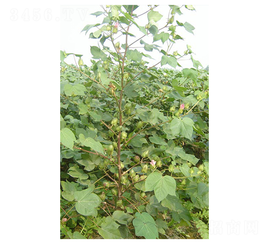 銀興棉5號(hào)-棉花種子-西域種業(yè)