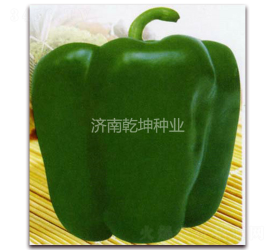 順興六號-甜椒種子-乾坤種業(yè)