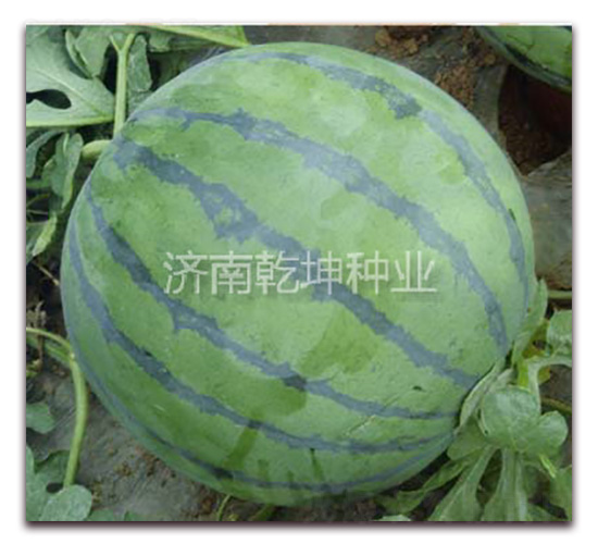 精選863-西瓜種子-乾坤種業(yè)