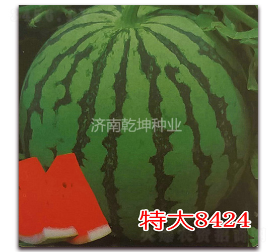特大8424-西瓜種子-乾坤種業(yè)