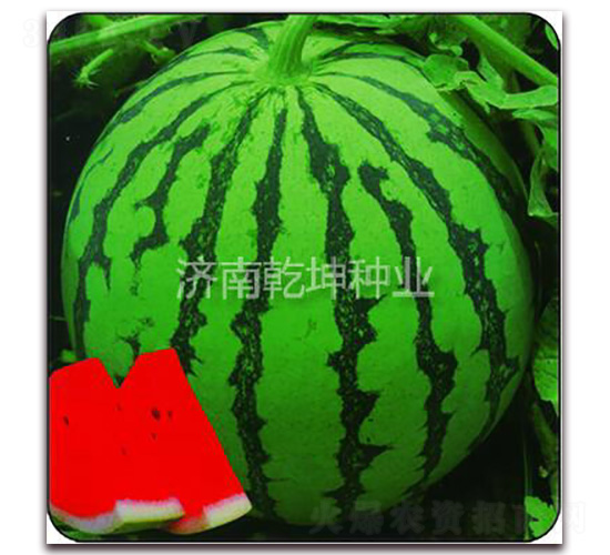 金獎(jiǎng)麒麟瓜-西瓜種子-乾坤種業(yè)