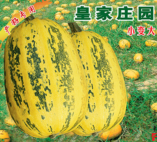 皇家莊園-西葫蘆種子-晉黎來(lái)
