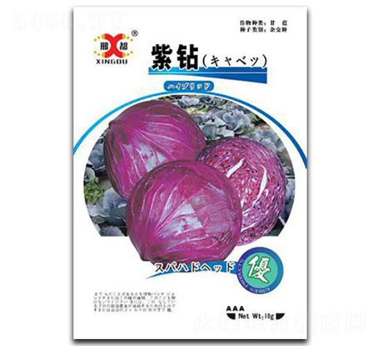 紫鉆-甘藍種子-邢研種業(yè)