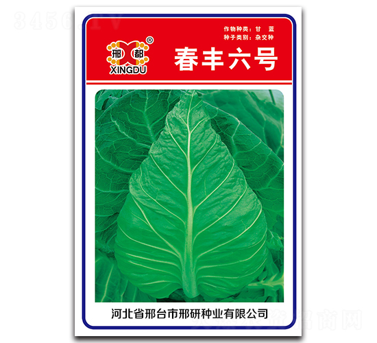 春豐六號(hào)-甘藍(lán)種子-邢研種業(yè)