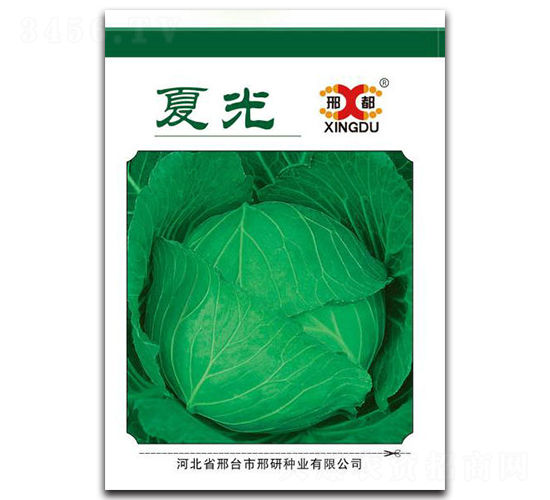 夏光-甘藍(lán)種子-邢研種業(yè)