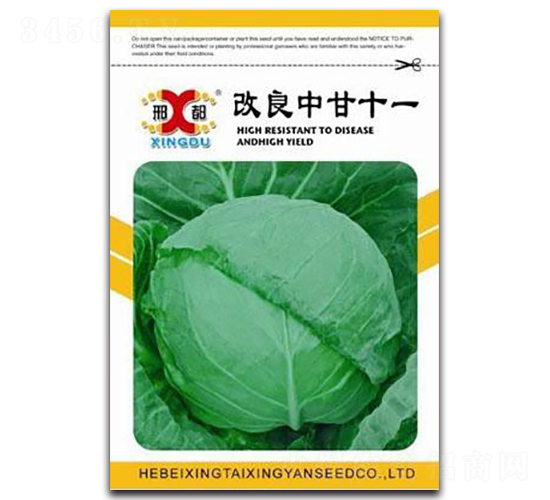 改良中甘十一號-甘藍種子-邢研種業(yè)