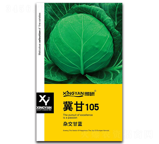 冀甘105-甘藍種子-邢研種業(yè)