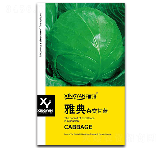 雅典-甘藍(lán)種子-邢研種業(yè)