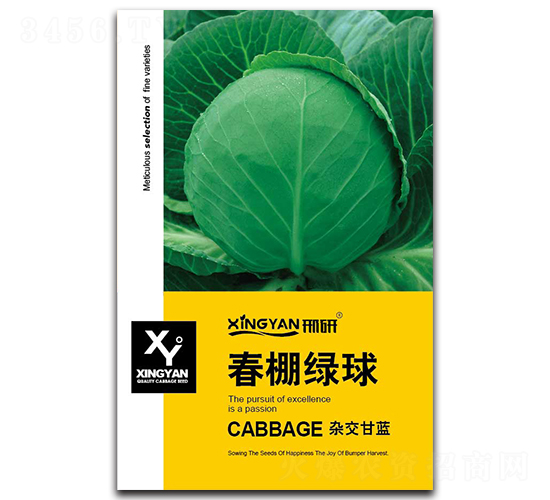 春棚綠球-甘藍種子-邢研種業(yè)