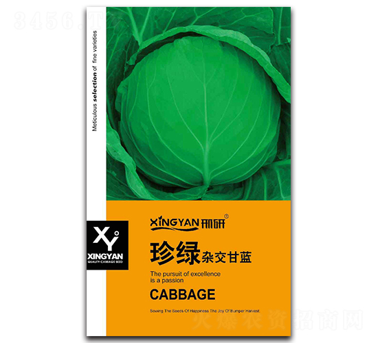 珍綠-甘藍(lán)種子-邢研種業(yè)