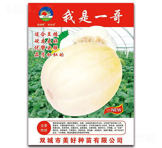 我是一哥-甜瓜種子-美好種苗