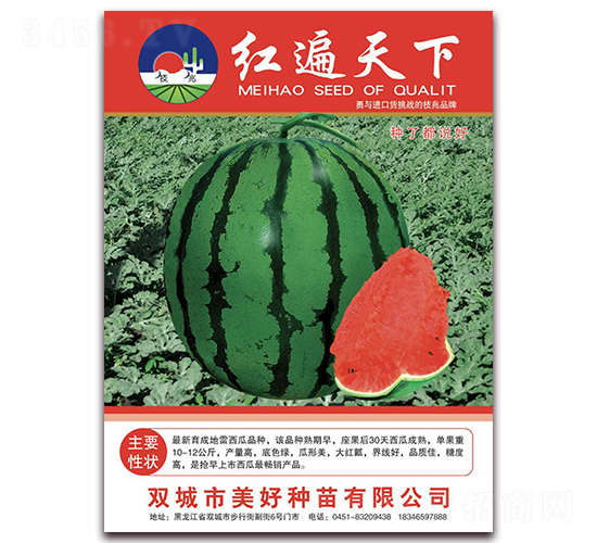紅遍天下-西瓜種子-美好種苗
