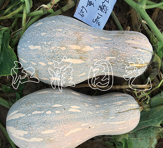 江蜜12號(hào)-南瓜種子-江淮園藝