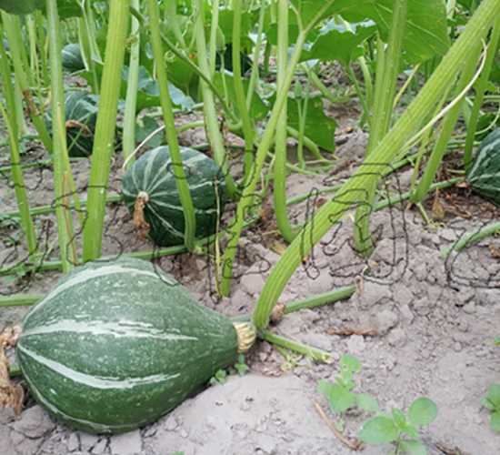 新貴1號-南瓜種子-江淮園藝