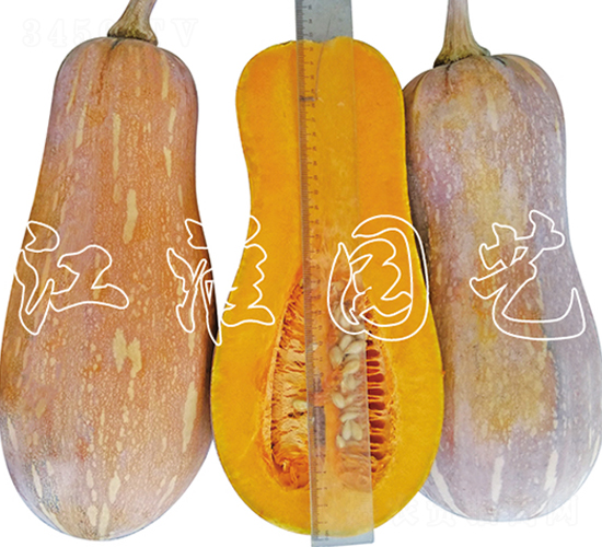 優(yōu)蜜2號(hào)-南瓜種子-江淮園藝