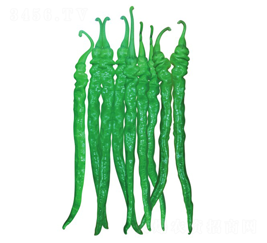 天椒7號(hào)-辣椒種子-江淮園藝