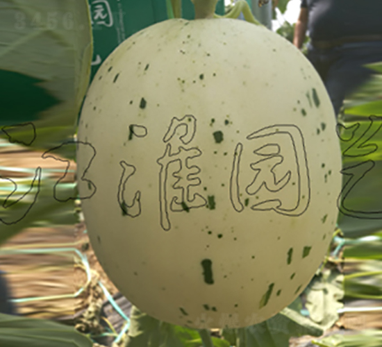 蜜彩2號-甜瓜種子-江淮園藝