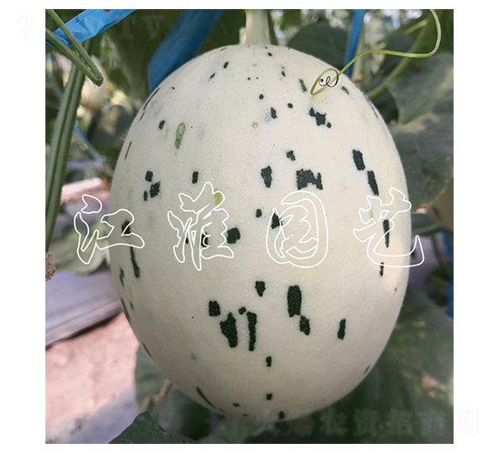 蜜彩3號(hào)-甜瓜種子-江淮園藝
