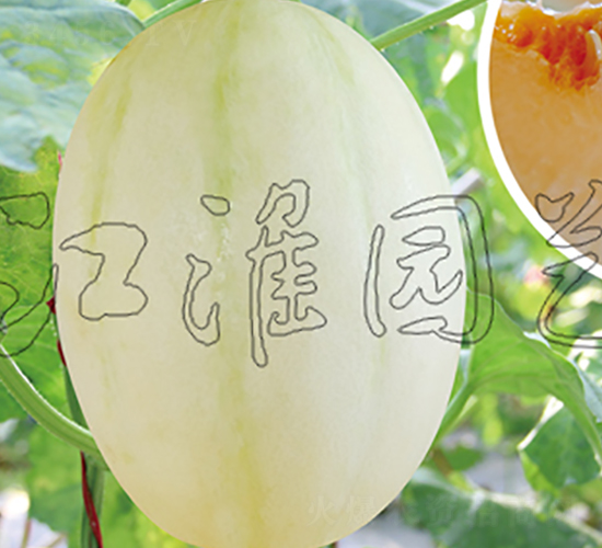 白蜜寶5號(hào)-甜瓜種子-江淮園藝