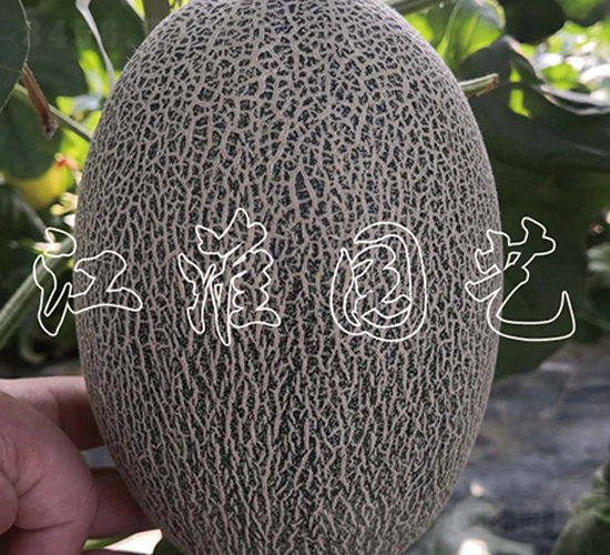 江淮蜜19號-甜瓜種子-江淮園藝