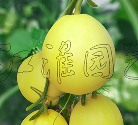 黃優(yōu)美-甜瓜種子-江淮園藝