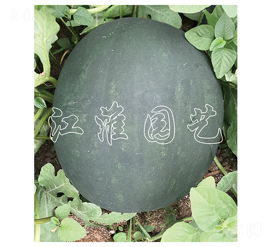 糖王13號-西瓜種子-江淮園藝