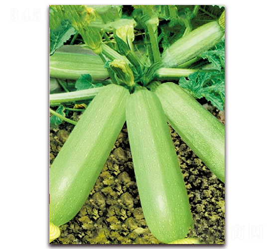 曼谷綠二號(hào)-西葫蘆種子-東方正大