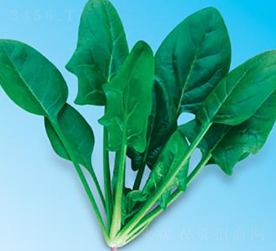 綠優(yōu)秀6號-菠菜種子-微萌種業(yè)