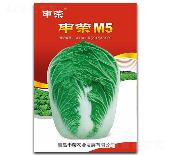 申榮M5-大白菜種子-申榮農業(yè)
