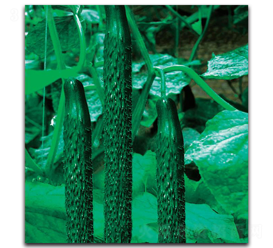 新津11號(hào)-黃瓜種子-新世紀(jì)種苗