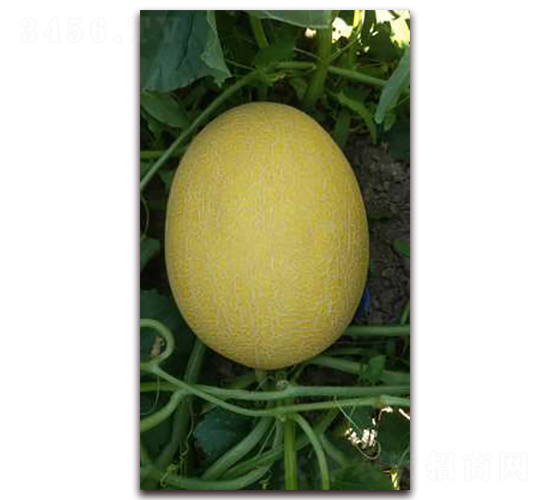 煌品25-甜瓜種子-現(xiàn)代種業(yè)