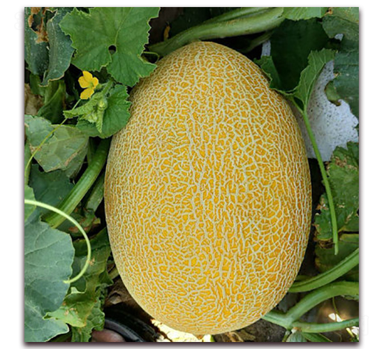 金蜜十九號(hào)-甜瓜種子-現(xiàn)代種業(yè)