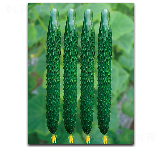 壽育5號-黃瓜種子-三木種苗