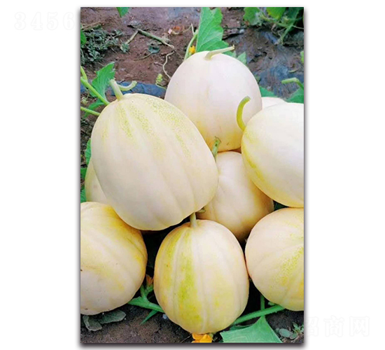 寶鼎-甜瓜種子-盛旺種業(yè)