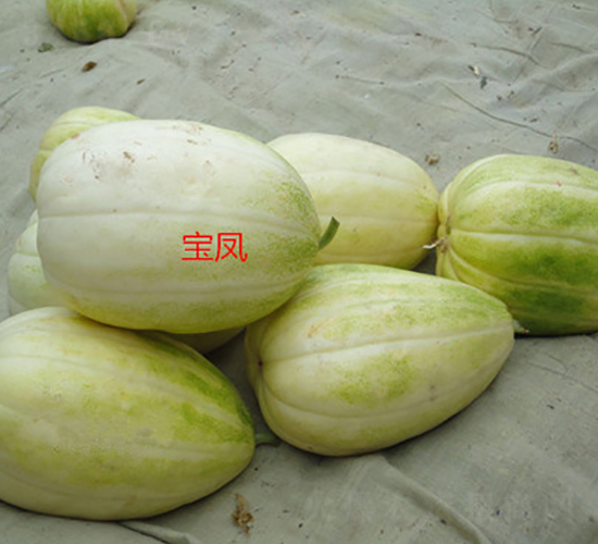寶鳳-甜瓜種子-盛旺種業(yè)